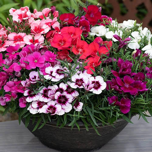 Dianthus Plant