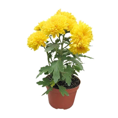 Chrysanthemum Plant