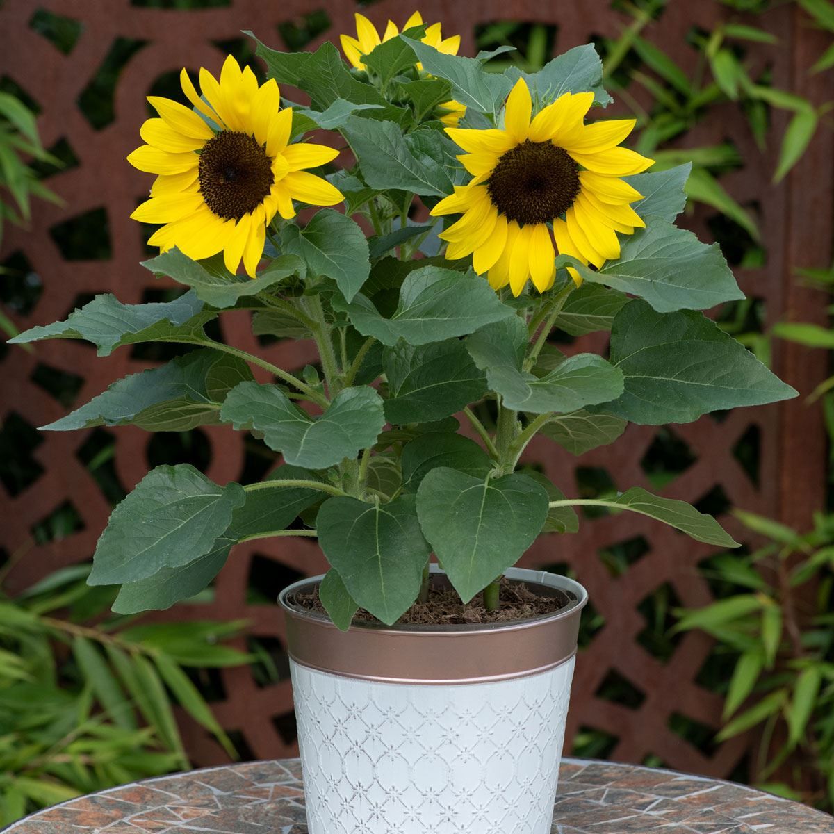 Sunflower Plant