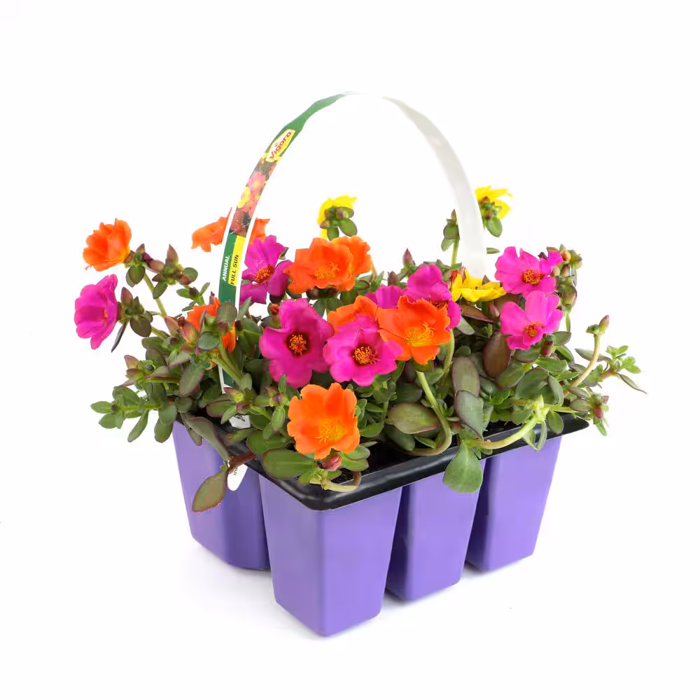Portulaca (Moss Rose) Plant