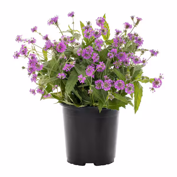 Verbena Plant