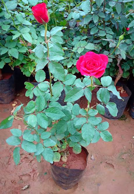 Rose Plant