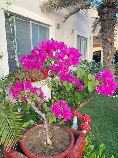 Bougainvillea