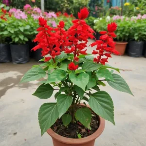 Salvia Plant