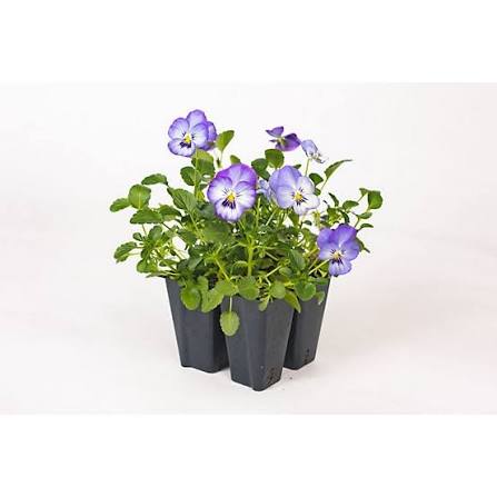 Pansy Plant