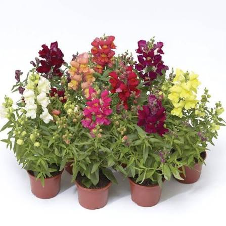 Snapdragon Plant