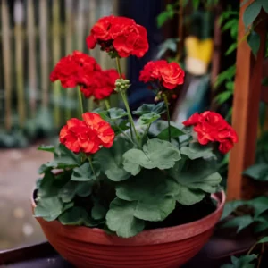 Geranium Plant
