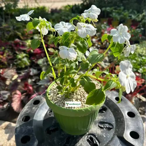 Impatiens Plant