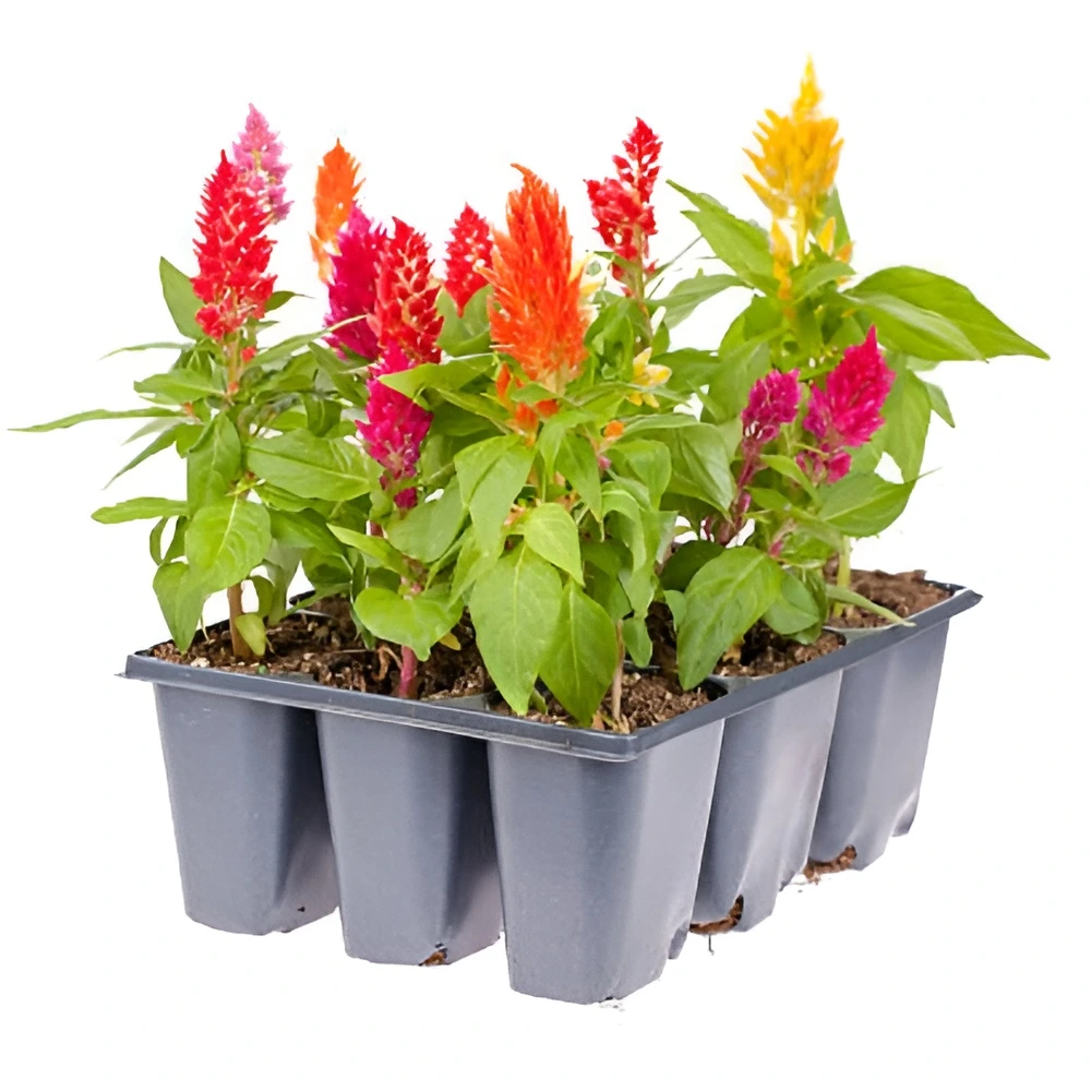 Celosia Plant