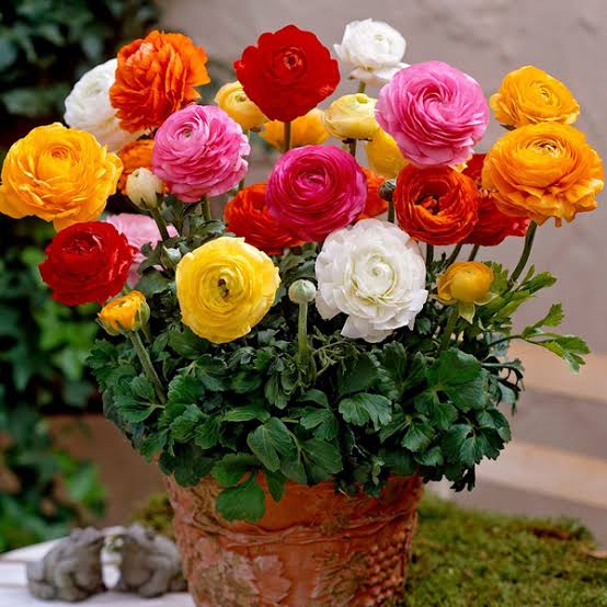 Ranunculus Plant