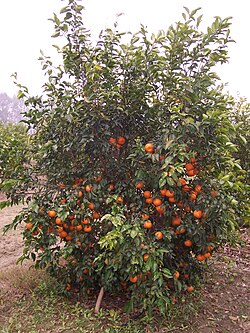 Kinnow Plant (Citrus reticulata)