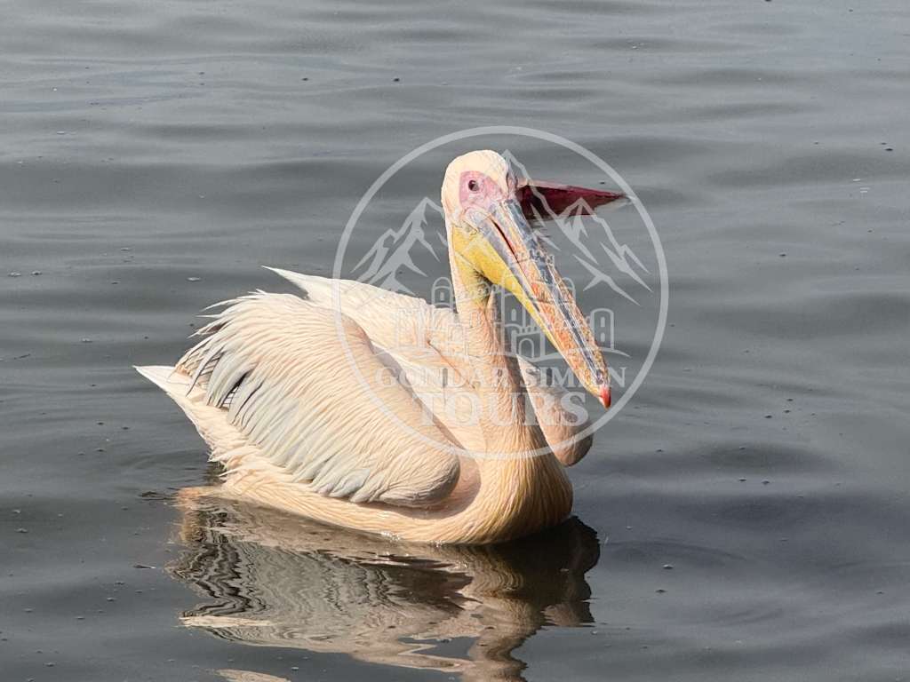 Un pelícano flota en el agua en Bahir Dar