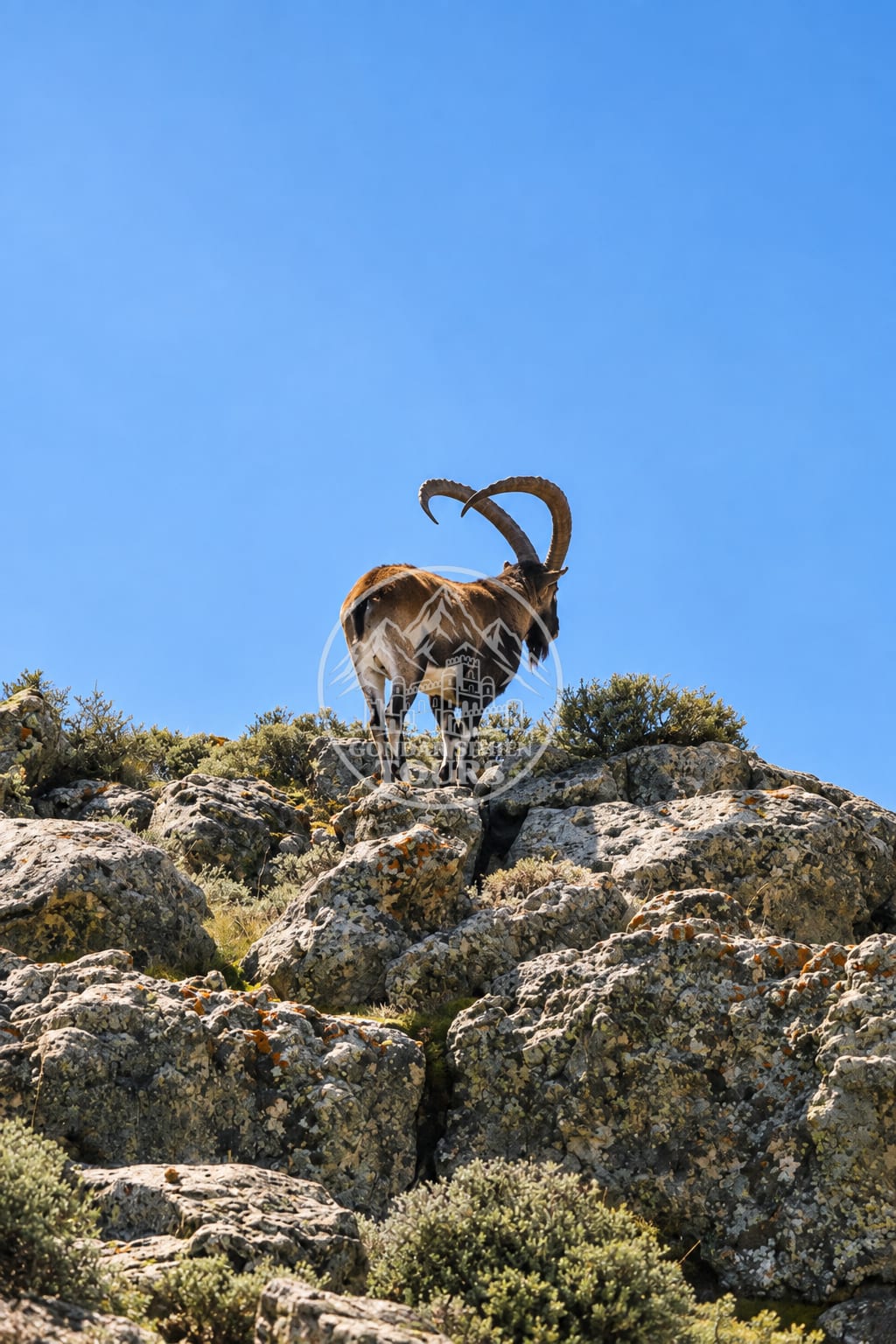 Ein Steinbock steht auf einem Felsrücken im Simien Mountains