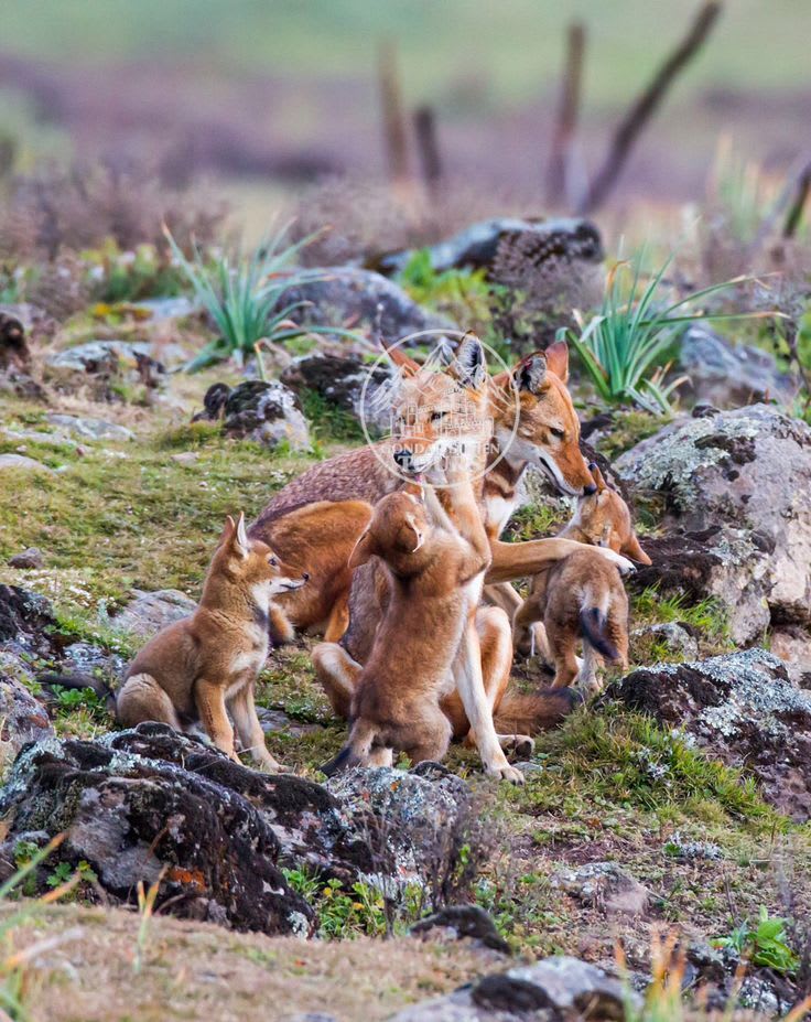 Ethiopian wolf pups gathered among rocks and highland plants