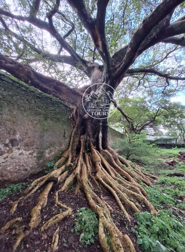 Large tree roots spreading over an old stone wall