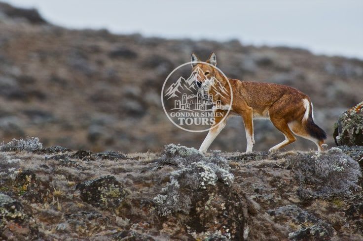 An Ethiopian wolf walking across rocky highland ground
