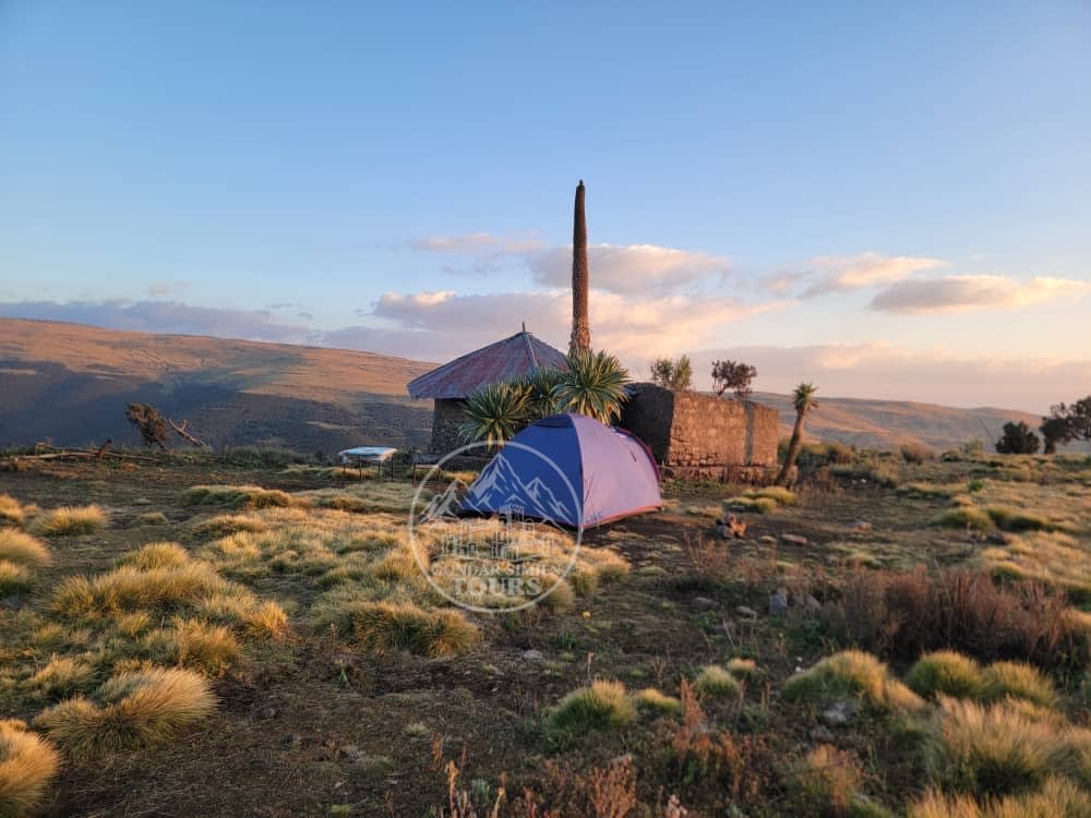 A tent beside a shelter and giant lobelias at Geech camp