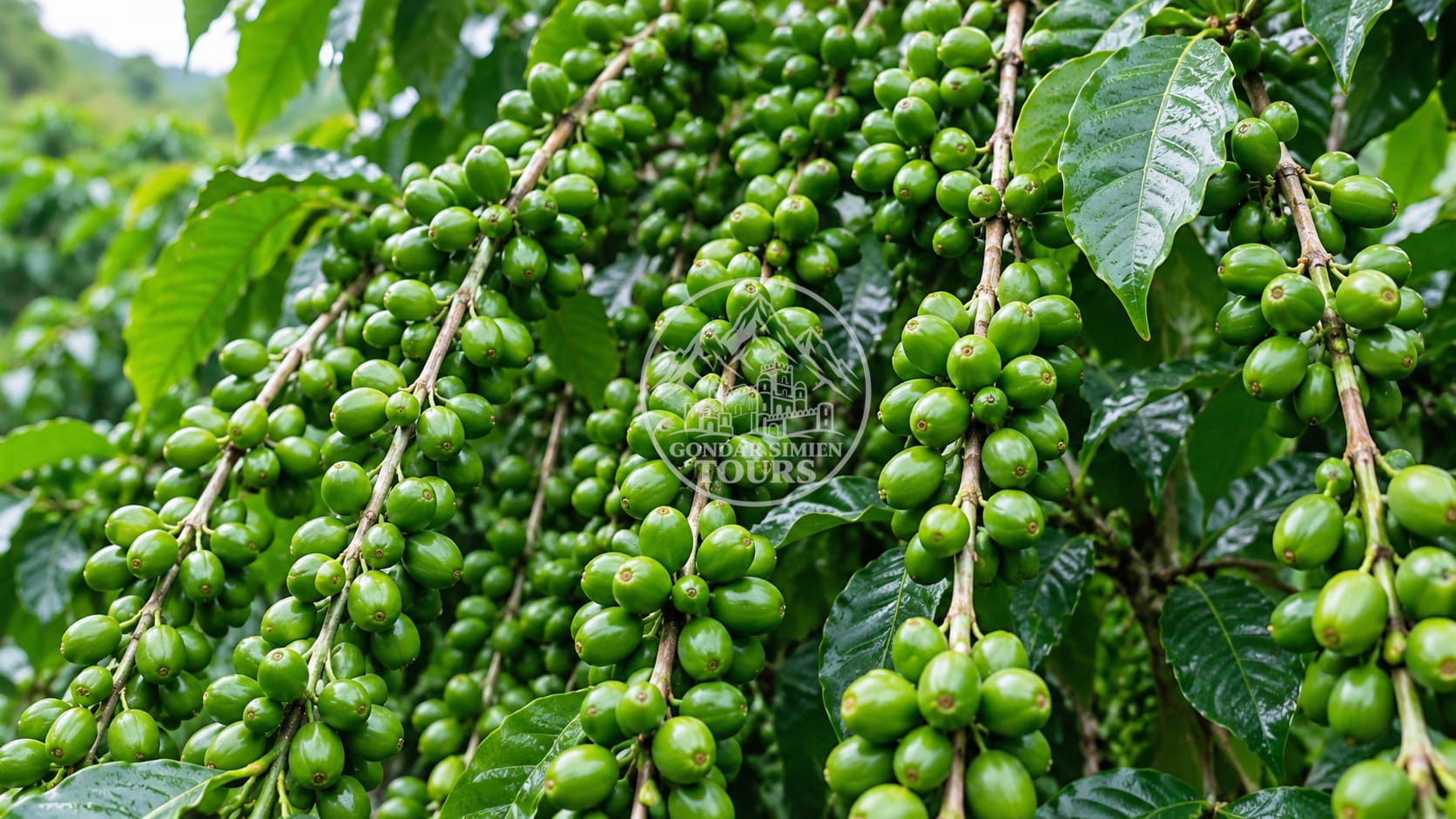 Coffee trees and shaded highland farms in southern coffee country