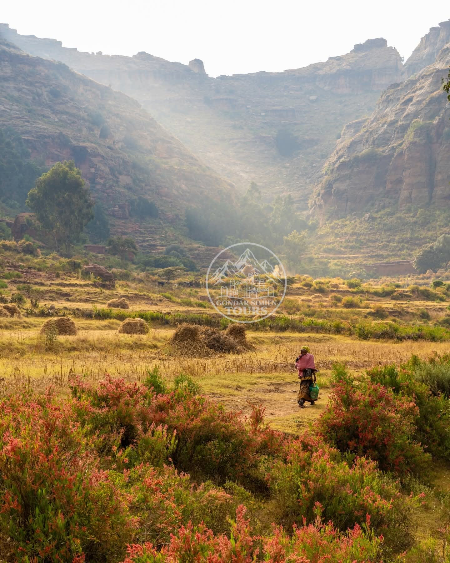 A person walking a dirt path through fields edged with pink-tipped bushes