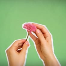 hands holding a flower