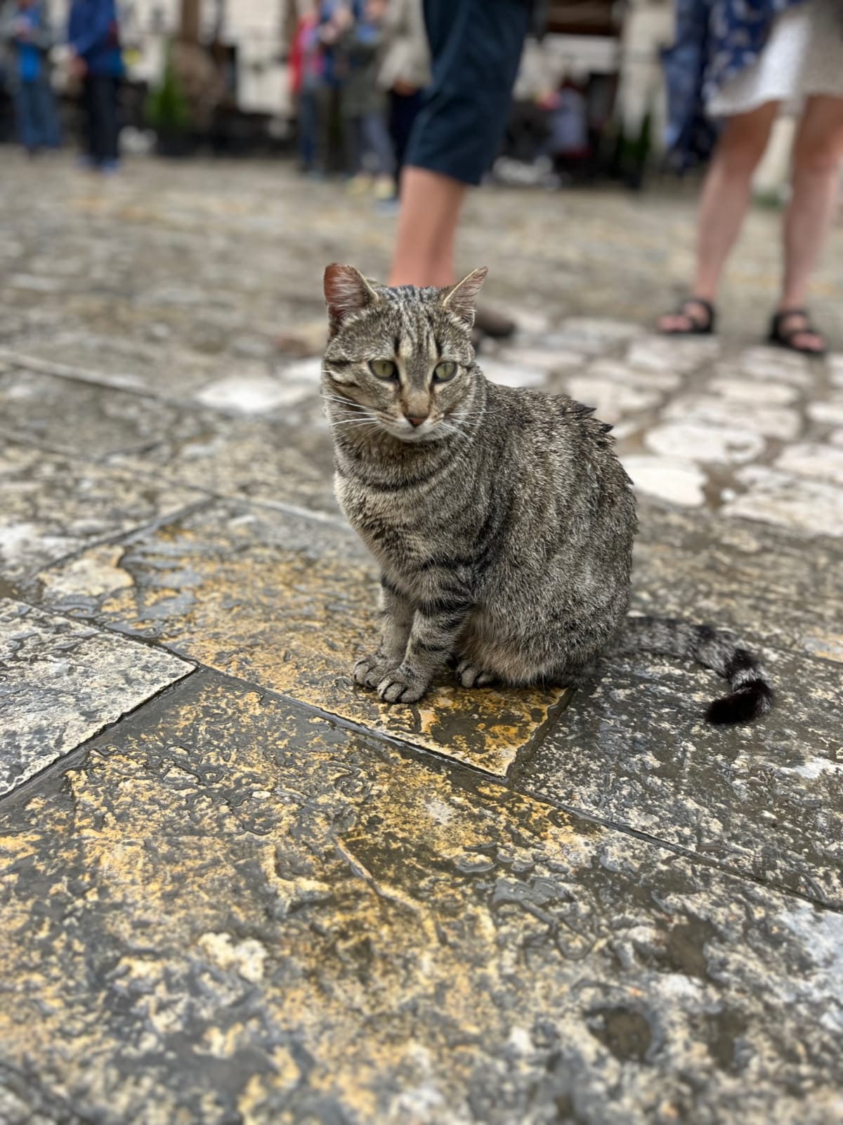 Kotor. After the rain.