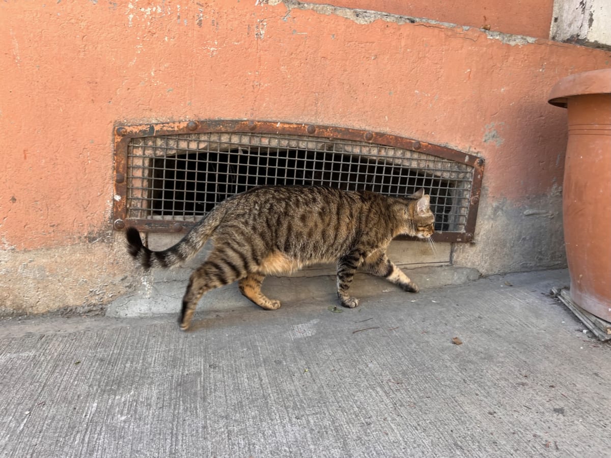 Istanbul. Confident walk