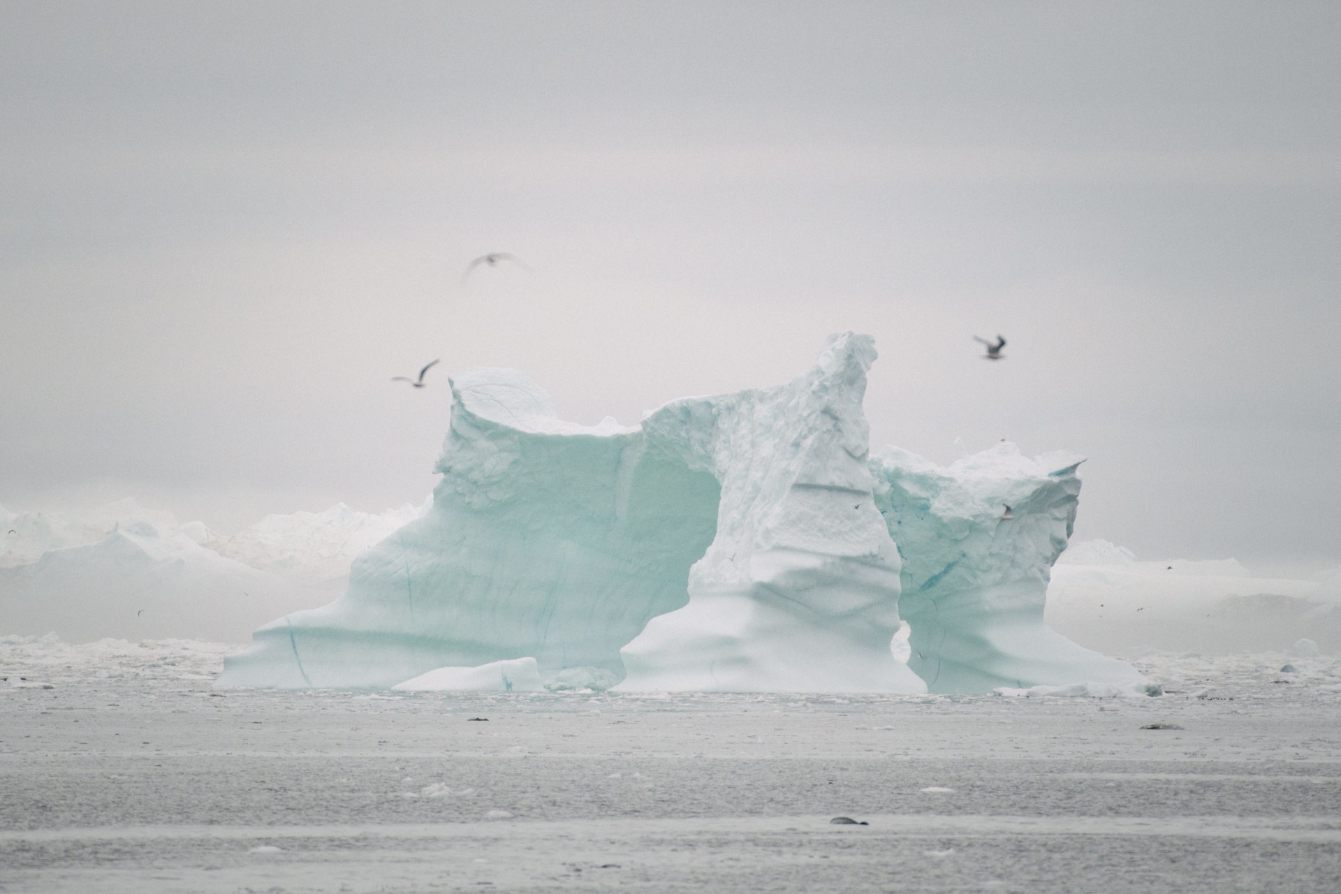 Gulls and auks fly past an iceberg near Qasigiannamiut in Disco Bay, Greenland. The cultural revolution that has come to Greenland in the past fifty years continues against the backdrop of climate change and melting of the Greenland Ice Cap.