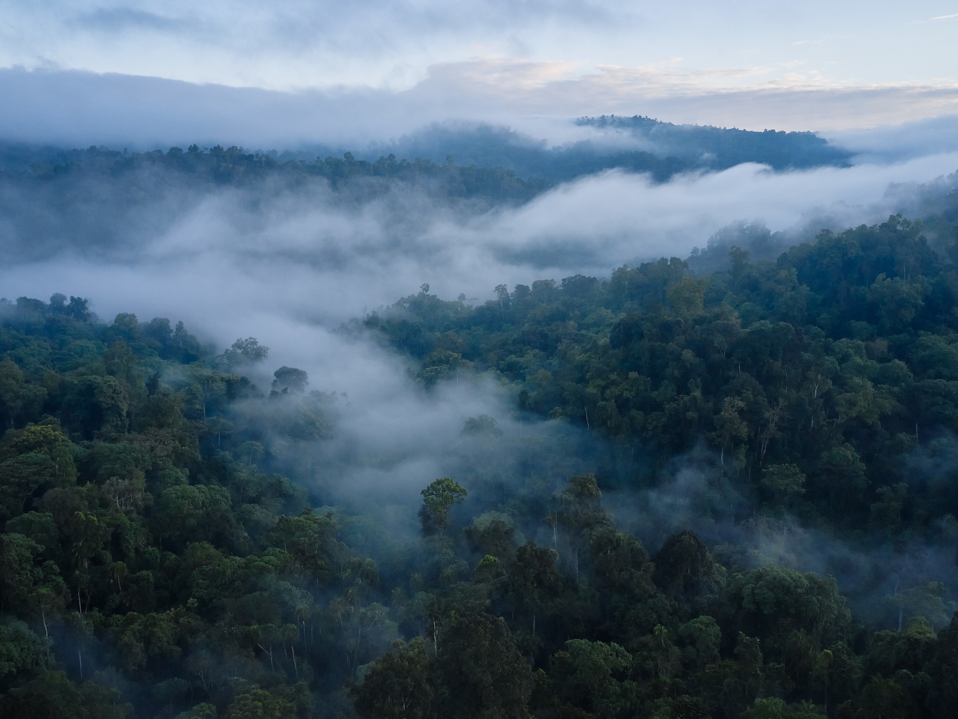 Kafa is the birthplace of coffee. Before it was traded and grown all over the world, the first ancestor of all coffee traces its origin here. Kafa Mankera Forest, Southern Nations, Nationalities, and People's Region, Ethiopia.
Location - Ethiopia Medium - digital capture Series - Ethiopia