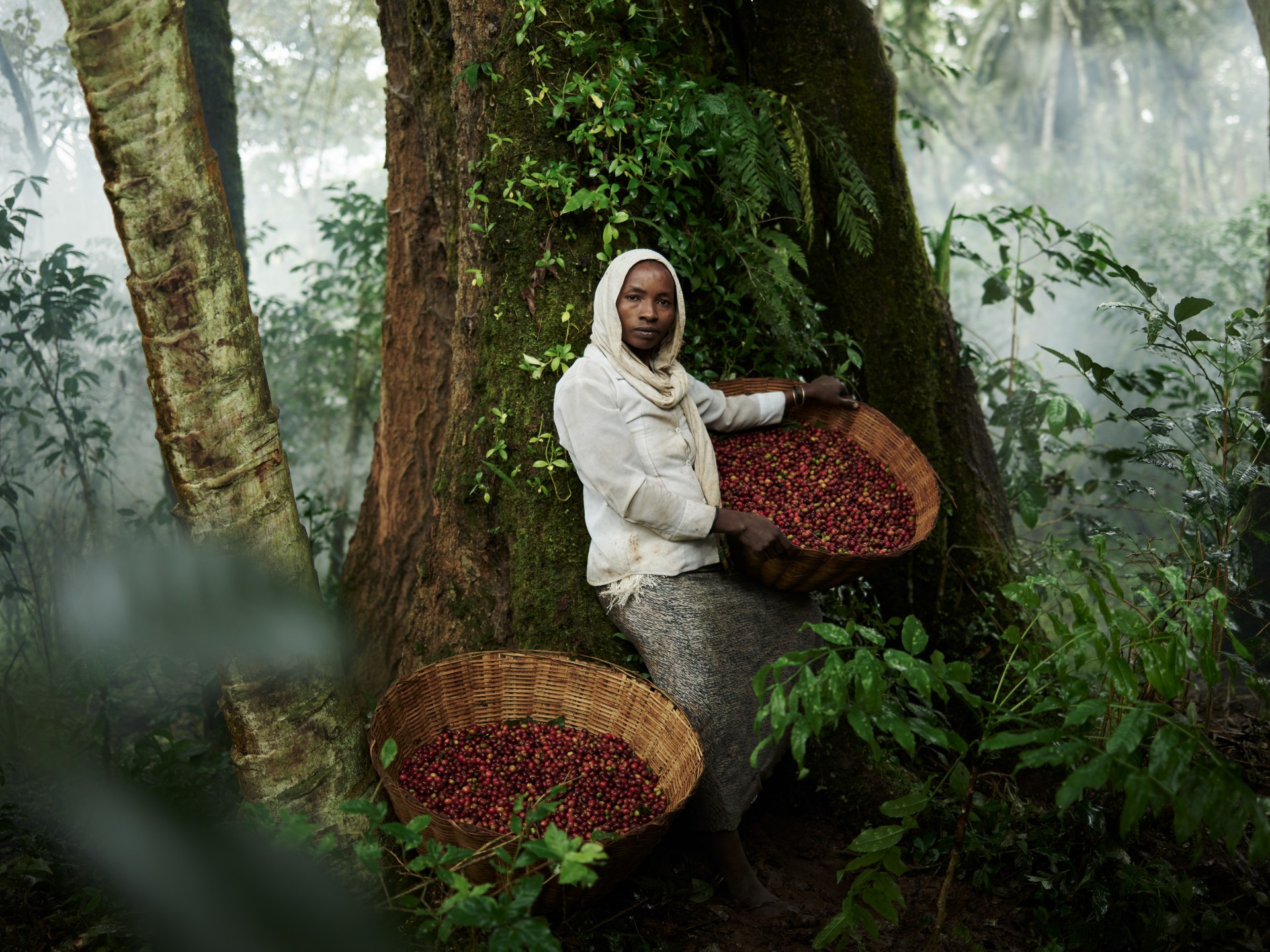 Over 5000 variations of wild coffee naturally grow within the forests of Kafa. New species are still being discovered. Kafa, Southern Nations, Nationalities, and People's Region, Ethiopia.
Location - Ethiopia Medium - digital capture Series - Ethiopia