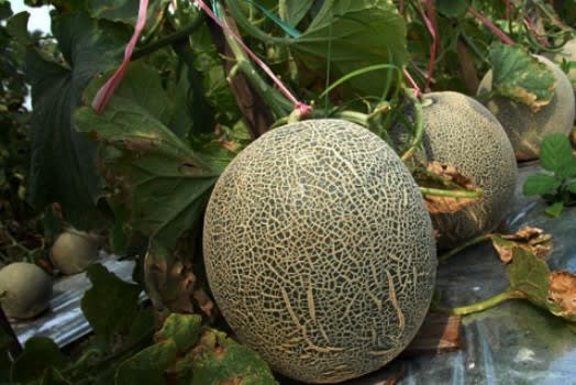 kampoeng-melon1
