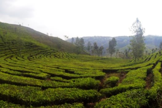 Pemandangan dari Warung Nasi Bu Tia di Sirah Kencong
