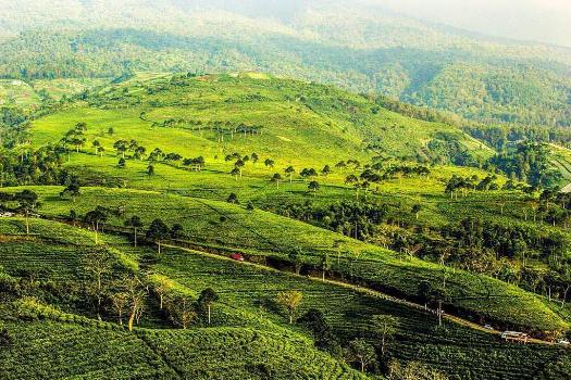 Kebun Teh Kemuning Tawangmangu