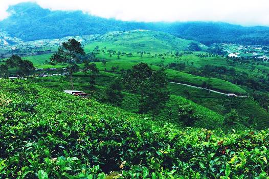 Kebun Teh Kemuning Tawangmangu