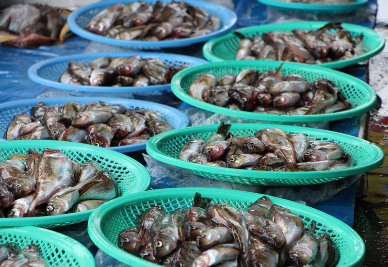 Chittaranjan Park Market, Selecting fish