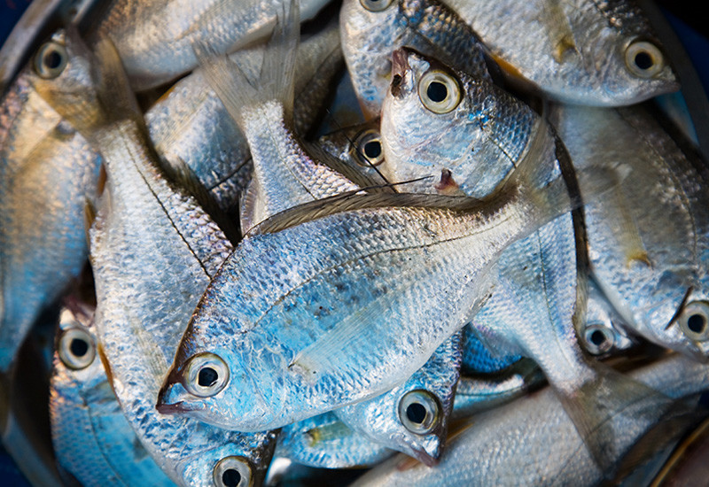 SuchAFishMarket Here's Where To Get The Freshest, Prime Quality Fish