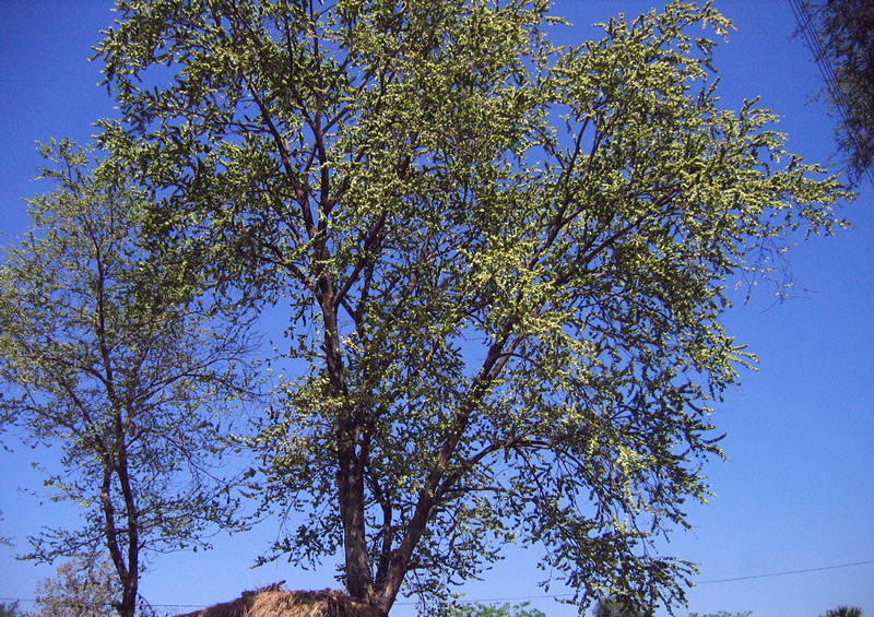 Trees As Old As 600 Years Who've Witnessed Delhi's History Various