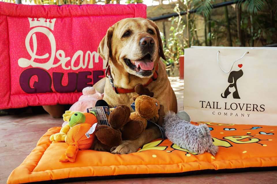 6 Awesompaws Pet Shops In Town Where Your 4Legged Friends Will Feel