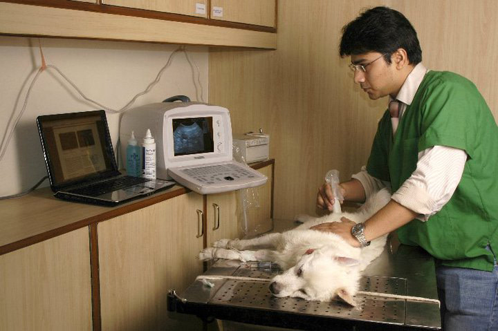 dr rana vet neeti bagh