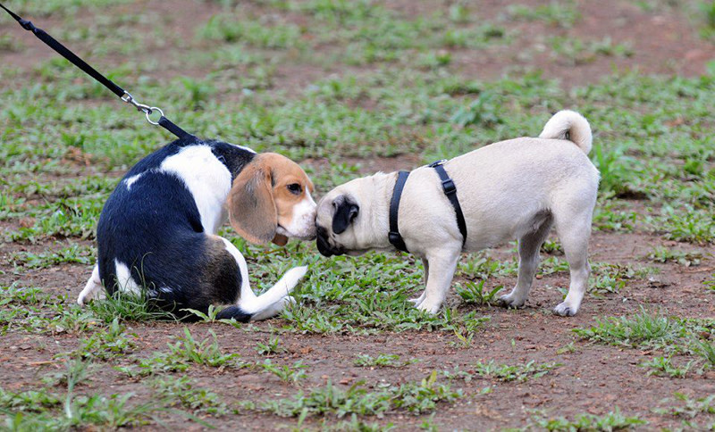 are dogs allowed in parks in india