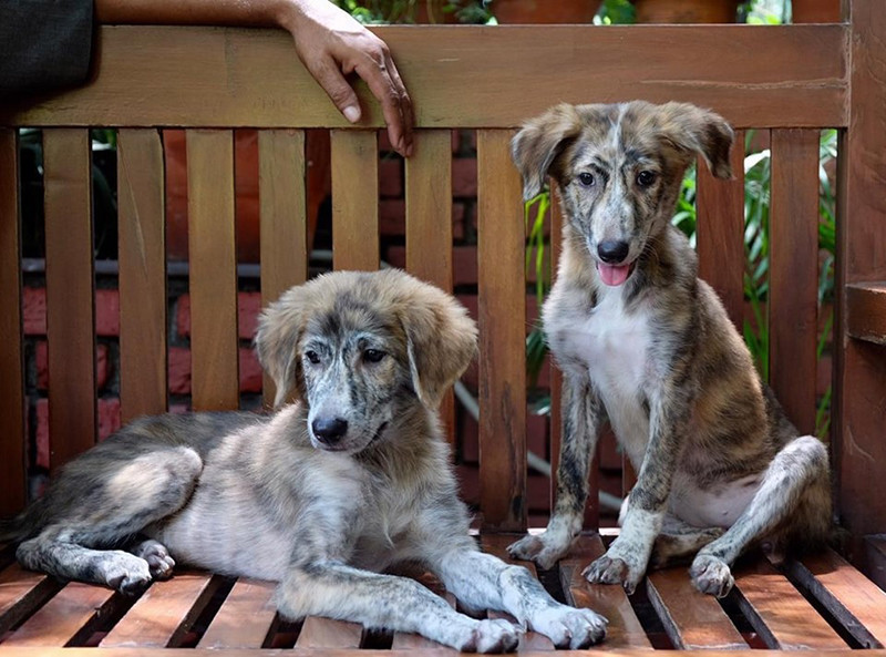 5 Best Animal NGOs In Delhi NCR For Animal Lovers | So Delhi 5 Best Animal NGOs In Delhi NCR For Animal Lovers | So Delhi
