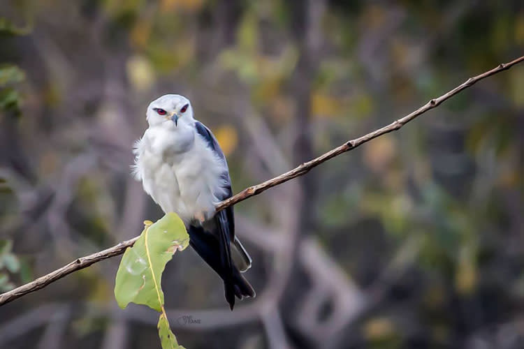 aravalli biodiversity park delhi timings