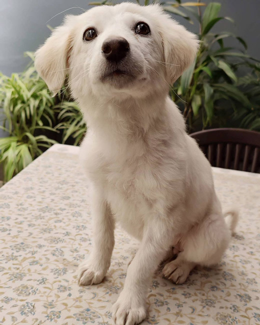 7 Best Animal Shelters To Volunteer At In Delhi NCR | So Delhi 7 Best Animal Shelters To Volunteer At In Delhi NCR | So Delhi