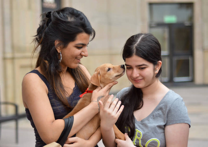 7 Best Animal Shelters To Volunteer At In Delhi NCR | So Delhi 7 Best Animal Shelters To Volunteer At In Delhi NCR | So Delhi