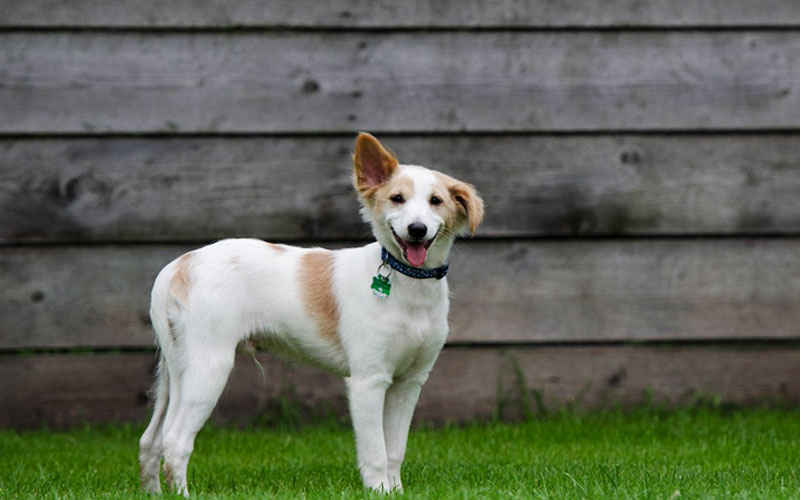 Only The Very Best For Your Pets - These Are The Top Animal Shelters & Hospitals in Delhi | So Delhi Only The Very Best For Your Pets - These Are The Top Animal Shelters & Hospitals in Delhi | So Delhi