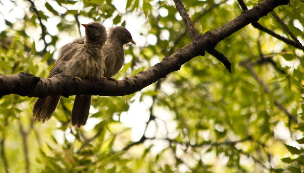 Bird Watching At Sanjay Van Delhi - The City Forest | So Delhi Bird Watching At Sanjay Van Delhi - The City Forest | So Delhi