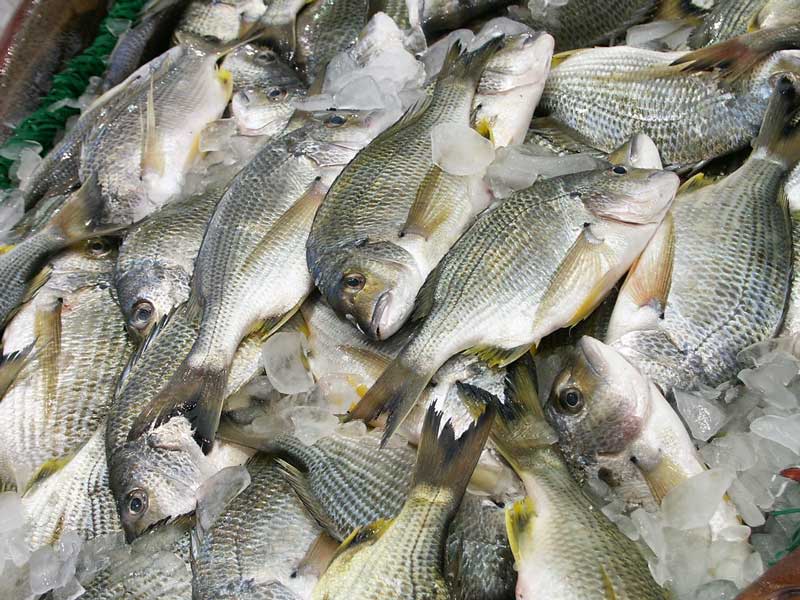 12 Best Fish Markets In Delhi A List, 2024 So Delhi