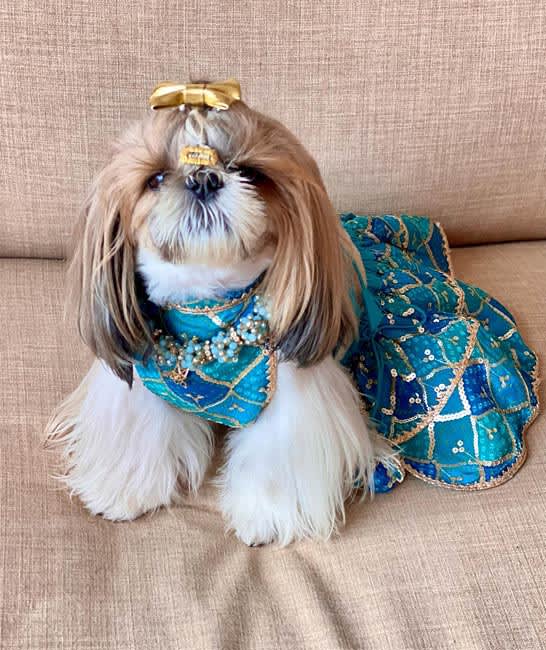 BOOF By Bella For Pet Garments, Equipment & Extra BOOF By Bella For Pet Garments, Equipment & Extra