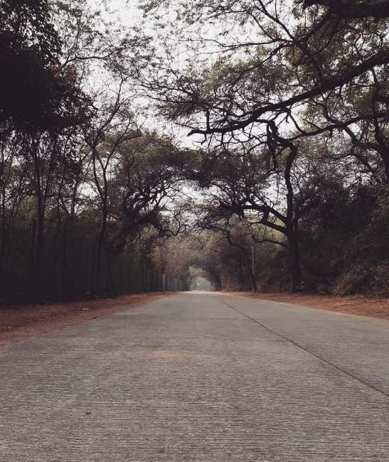 7 Most Gorgeous Forests In And Around Delhi | So Delhi