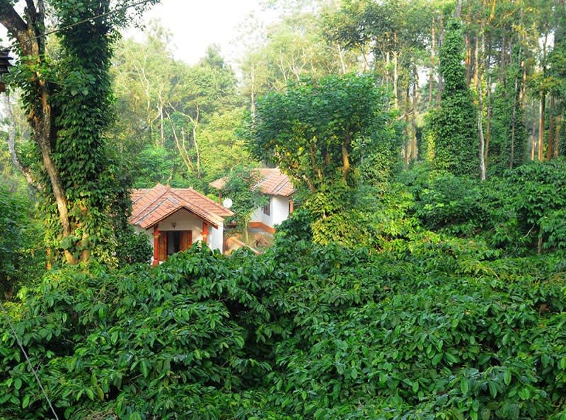 best coffee plantation to visit in coorg