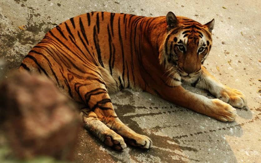 National Zoological Park, Mathura Road | So Delhi